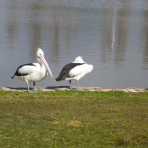 Pelecanus conspicillatus at Canberra, ACT - 25 Jul 2016