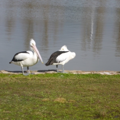 Pelecanus conspicillatus (Australian Pelican) at Commonwealth & Kings Parks - 25 Jul 2016 by JanetRussell