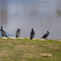 Phalacrocorax carbo (Great Cormorant) at Canberra, ACT - 25 Jul 2016 by JanetRussell