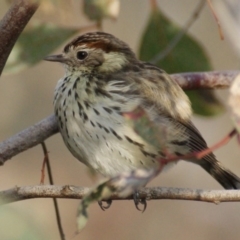 Pyrrholaemus sagittatus (Speckled Warbler) at Garran, ACT - 21 Jul 2016 by roymcd