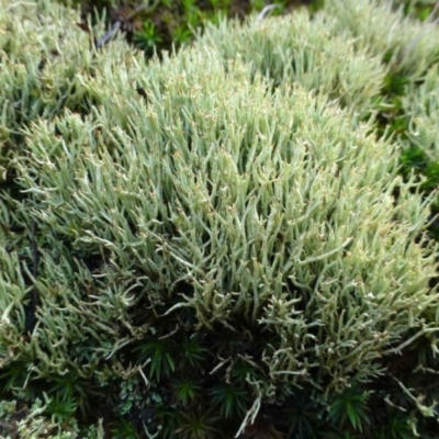 Cladonia sp. (genus) (Cup Lichen) at Black Mountain - 25 Jul 2016 by RWPurdie