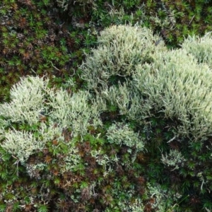 Cladonia sp. (genus) at Canberra Central, ACT - 26 Jul 2016