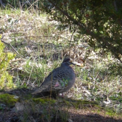 Phaps chalcoptera (Common Bronzewing) at Isaacs, ACT - 26 Jul 2016 by Mike