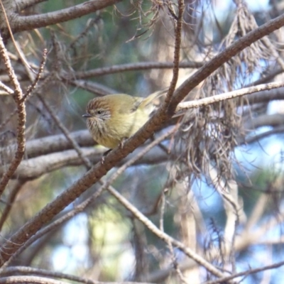 Acanthiza lineata (Striated Thornbill) at Isaacs Ridge and Nearby - 26 Jul 2016 by Mike