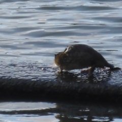 Hydromys chrysogaster (Rakali or Water Rat) at Commonwealth & Kings Parks - 26 Jul 2016 by JanetRussell