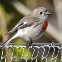 Petroica boodang (Scarlet Robin) at Paddys River, ACT - 25 Jul 2016 by JohnBundock