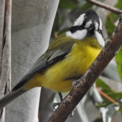 Falcunculus frontatus (Eastern Shrike-tit) at Paddys River, ACT - 24 Jul 2016 by JohnBundock