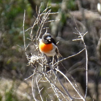 Petroica boodang (Scarlet Robin) at Canberra Central, ACT - 26 Jul 2016 by RWPurdie