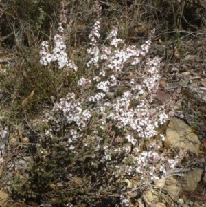 Styphelia attenuata at Canberra Central, ACT - 26 Jul 2016