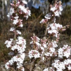 Styphelia attenuata at Canberra Central, ACT - 26 Jul 2016