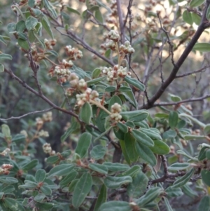 Pomaderris pallida at Kambah, ACT - 28 Jun 2016 02:36 PM