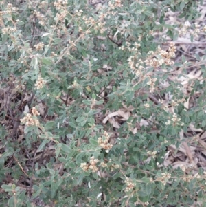 Pomaderris pallida at Kambah, ACT - 28 Jun 2016 02:36 PM