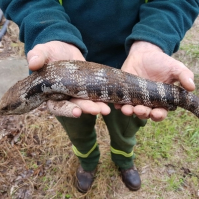 Tiliqua scincoides scincoides (Eastern Blue-tongue) at Jerrabomberra Wetlands - 16 Jan 2016 by maconachie