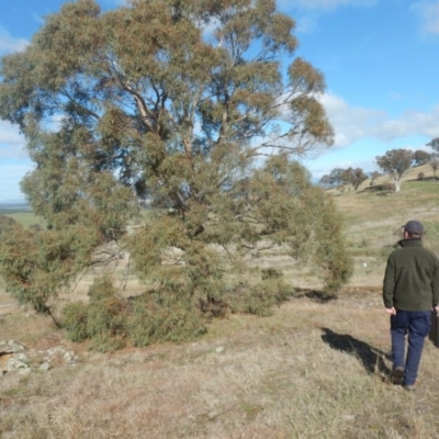 Eucalyptus nicholii (Narrow-leaved Black Peppermint) at Dunlop, ACT - 26 Jul 2016 by MichaelMulvaney