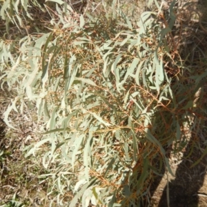 Eucalyptus nicholii at Dunlop, ACT - 26 Jul 2016
