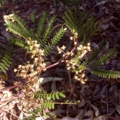 Acacia terminalis (Sunshine Wattle) at Wanniassa Hill - 27 Jul 2016 by Mike