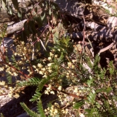 Acacia terminalis at Wanniassa Hill - 27 Jul 2016 01:05 PM