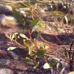 Acacia penninervis var. penninervis (Hickory Wattle) at Wanniassa Hill - 27 Jul 2016 by Mike