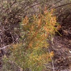 Acacia boormanii (Snowy River Wattle) at Wanniassa Hill - 27 Jul 2016 by Mike