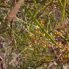 Acacia boormanii at Fadden, ACT - 27 Jul 2016