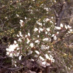 Cryptandra amara (Bitter Cryptandra) at Wanniassa Hill - 27 Jul 2016 by Mike