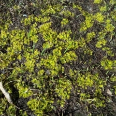 Drosera (genus) (A Sundew) at Wanniassa Hill - 27 Jul 2016 by Mike