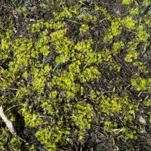 Drosera sp. at Wanniassa Hill - 27 Jul 2016