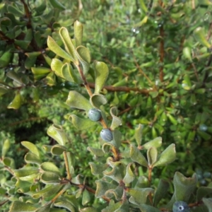 Persoonia rigida at Jerrabomberra, ACT - 27 Jul 2016 09:55 AM