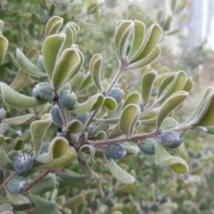 Persoonia rigida at Jerrabomberra, ACT - 27 Jul 2016 09:55 AM