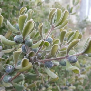 Persoonia rigida at Jerrabomberra, ACT - 27 Jul 2016