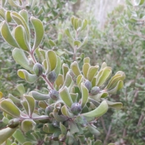 Persoonia rigida at Jerrabomberra, ACT - 27 Jul 2016