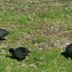 Fulica atra (Eurasian Coot) at Lake Burley Griffin West - 28 Jul 2016 by Mike