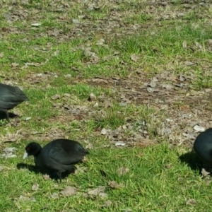 Fulica atra at Acton, ACT - 28 Jul 2016