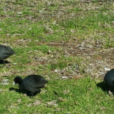 Fulica atra (Eurasian Coot) at Lake Burley Griffin West - 28 Jul 2016 by Mike