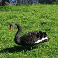 Cygnus atratus (Black Swan) at Lake Burley Griffin West - 28 Jul 2016 by Mike