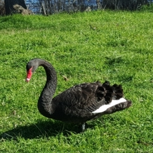 Cygnus atratus at Lake Burley Griffin West - 28 Jul 2016 11:35 AM