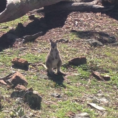 Osphranter robustus robustus (Eastern Wallaroo) at Goorooyarroo NR (ACT) - 28 Jul 2016 by JoshMulvaney