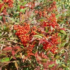 Nandina domestica (Sacred Bamboo) at Mount Ainslie to Black Mountain - 28 Jul 2016 by Mike