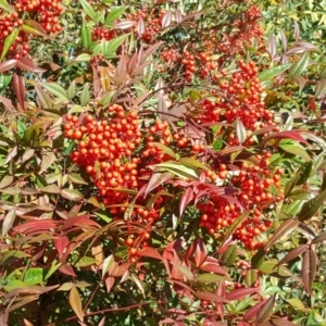 Nandina domestica at Acton, ACT - 28 Jul 2016 11:40 AM