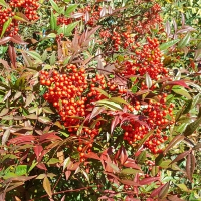 Nandina domestica (Sacred Bamboo) at Acton, ACT - 28 Jul 2016 by Mike