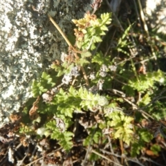 Cheilanthes distans (Bristly Cloak Fern) at Tharwa, ACT - 28 Jul 2016 by MichaelMulvaney