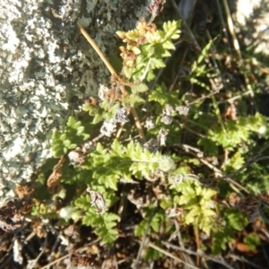 Cheilanthes distans at Tharwa, ACT - 28 Jul 2016 10:36 AM