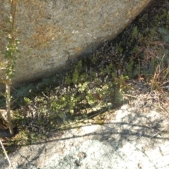 Cheilanthes distans at Tharwa, ACT - 28 Jul 2016 10:36 AM