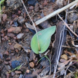 Eriochilus cucullatus at Canberra Central, ACT - suppressed