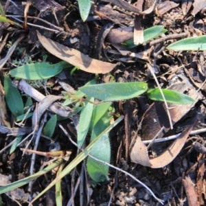 Glossodia major at Canberra Central, ACT - 28 Jul 2016