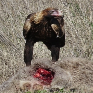 Aquila audax at Royalla, NSW - 28 Jul 2016 05:27 PM