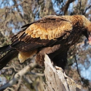 Aquila audax at Royalla, NSW - 28 Jul 2016 05:27 PM