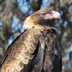 Aquila audax at Royalla, NSW - 28 Jul 2016 05:27 PM