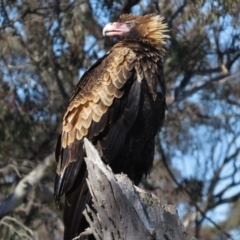 Aquila audax at Royalla, NSW - 28 Jul 2016 05:27 PM