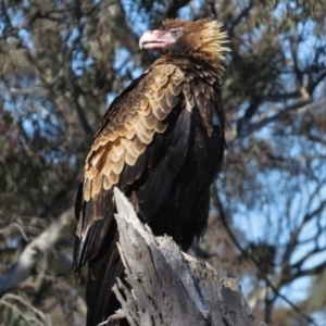 Aquila audax at Royalla, NSW - 28 Jul 2016 05:27 PM